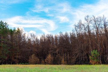 Coniferous forest one year after the fire. Coniferous trees burned down during a fire against a background of green grass. The problem of forest fires.