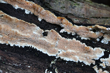 Steccherinum ochraceum, known as ochre spreading tooth