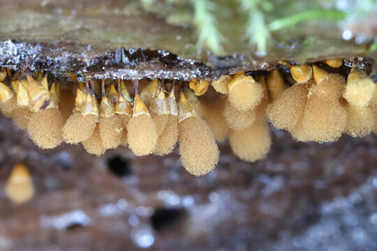 Hemitrichia clavata, a slime mold of the family Trichiidae, no common English name