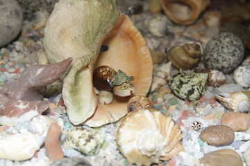 a turtle made of small shells sits in a large shell and stones of different breeds and shapes around