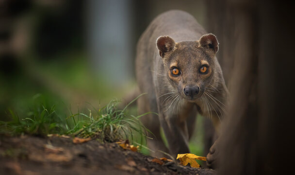 Rare fosa Cryptoprocta ferox running and looking around for food.
