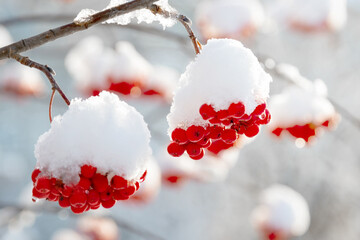 Red rowan clusters are covered with the first snow. Soft focus, blur. 