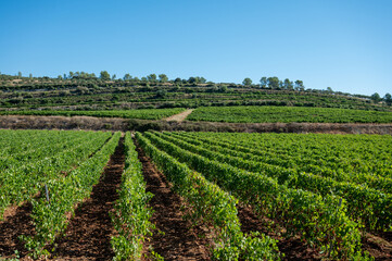 Rows of ripe wine grapes plants on vineyards in Cotes  de Provence, region Provence, south of France