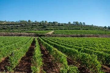 Foto auf Alu-Dibond Rows of ripe wine grapes plants on vineyards in Cotes  de Provence, region Provence, south of France © barmalini