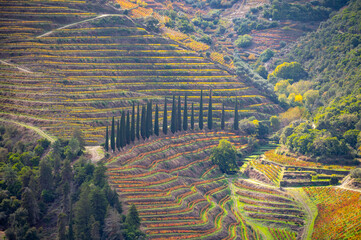Colorful autumn landscape of oldest wine region in world Douro valley in Portugal, different...