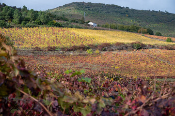 Obraz premium Colorful autumn landscape of oldest wine region in world Douro valley in Portugal, different varietes of grape vines growing on terraced vineyards, production of red, white and port wine.