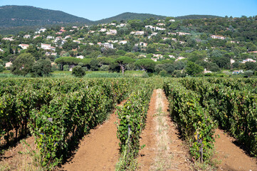 Fototapeta na wymiar Rows of ripe wine grapes plants on vineyards in Cotes de Provence near Saint-Tropez, region Provence, Saint-Tropez, south of France