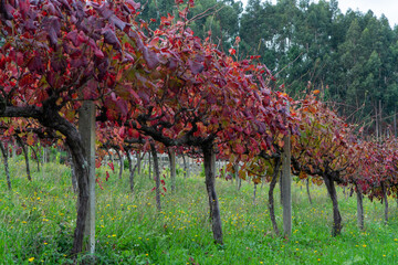 Fototapeta premium Oldest wine region in world Douro valley in Portugal, different varietes of red grape vines growing on vineyard in autumn, production of red, white and port wine.