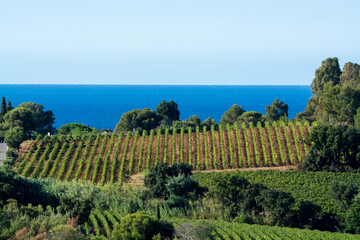 Rows of ripe wine grapes plants on vineyards in Cotes  de Provence with blue sea near Saint-Tropez,...
