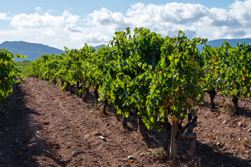 Fototapeta na wymiar Rows of ripe syrah wine grapes plants on vineyards in Cotes de Provence, region Provence, south of France