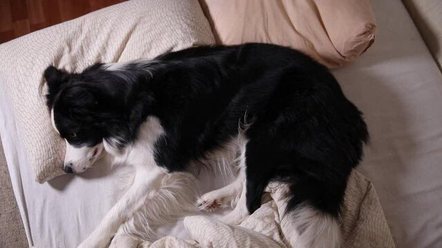 Funny cute puppy dog border collie lying on pillow blanket in bed. Do not disturb me let me sleep. Pet dog lying nap sleeping at home indoors. Funny pets animals life concept