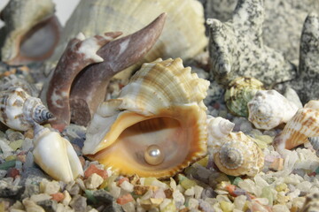 white pink pearls in a shell and stones of different breeds and shapes