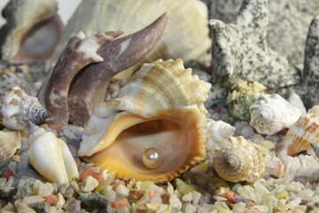 white pink pearls in a shell and stones of different breeds and shapes