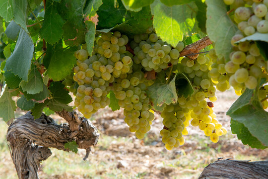 Ripe white wine grapes using for making rose or white wine ready to harvest on vineyards in Cotes  de Provence, region Provence, south of France