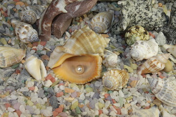 white pink pearls in a shell and stones of different breeds and shapes