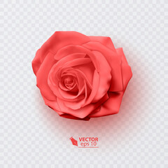 Red rose with shadow, realistic illustration on transparent background, vector format