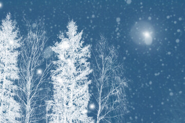  Frozen winter forest with snow covered trees.