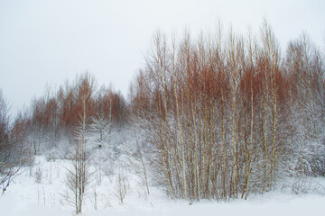  Frozen winter forest with snow covered trees.