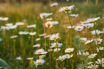 Beautiful field, meadow chamomile flowers, natural landscape. An airy artistic image.Space for copying. High quality photo