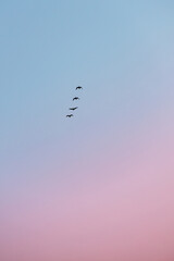 Birds at Sunrise