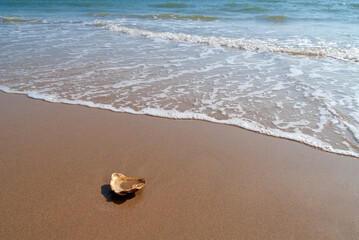 Concha caracola de mar en arena con mar.