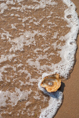 Concha caracola de mar en arena con mar.