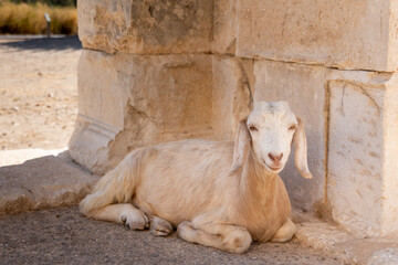 White goat looking to the camera sitting. Cute goat face portrait in summer dry climate
