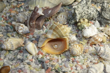 white pink pearls in a shell and stones of different breeds and shapes