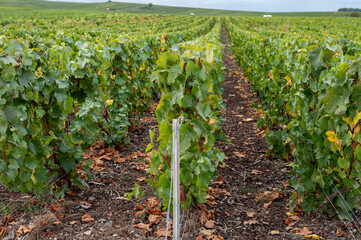 Landscape with green grand cru vineyards near Epernay, region Champagne, France in rainy day. Cultivation of white chardonnay wine grape on chalky soils of Cote des Blancs.