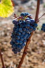 Ripe black or blue syrah wine grapes using for making rose or red wine ready to harvest on...