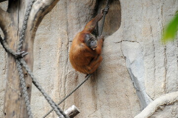 Zoo Leipzig, Orang Utan beim Abseilen