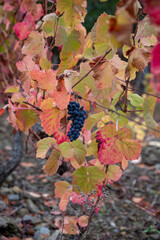 Colorful autumn landscape of oldest wine region in world Douro valley in Portugal, different varietes of grape vines growing on terraced vineyards, production of red, white and port wine.