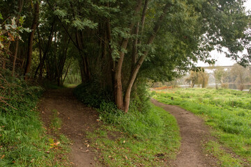 Fototapeta premium Forest trail scene. Woodland path. Forest path alternatives