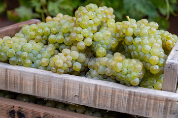 New harvest of white sweet chardonnay grapes on grand cru vineyards near Epernay, region Champagne,...