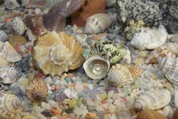 white pink pearls in a shell and stones of different breeds and shapes