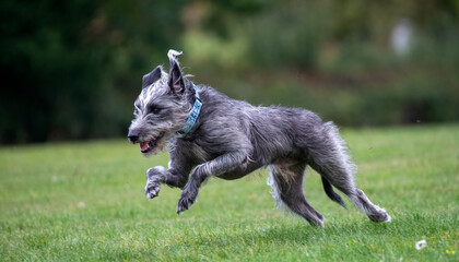 Silver grey Lurcher running across a field