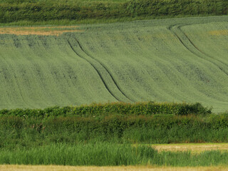 Green cultivated farmland in English summer landscape 