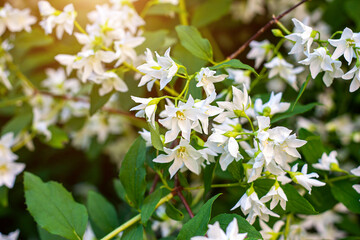 Fresh white jasmine plant flowers on green leaves background blossom in the garden in spring.