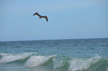 seagull in flight