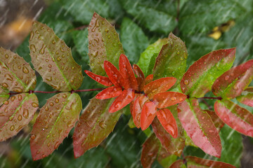 Fototapeta na wymiar Closeup view of plant with leaves outdoors during rain