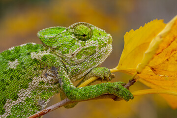 Close-up of green chameleon eye