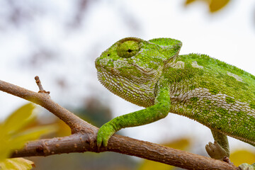 Green chameleon on a tree