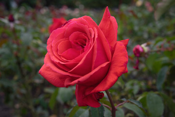 Flower in Garden