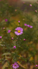 lilac autumn flowers close-up.  in the background orange foliage.  filmed on a sunny autumn day. Very peri