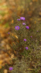 lilac autumn flowers close-up.  in the background orange foliage.  filmed on a sunny autumn day. Very peri