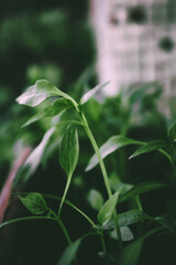 Green leaf plant in pot