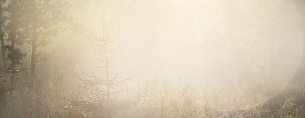 Mysterious evergreen forest at sunrise. Golden sunlight, sunbeams, fog, haze. Pine and spruce...