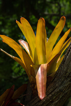 Aechmea blanchetiana in full sun.  Bromeliad of Atlantic Coast restingas vegetation. 