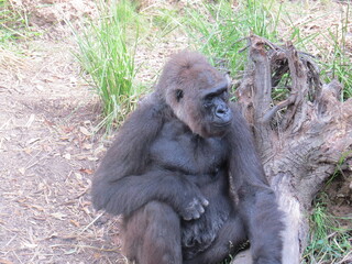 A western lowland silverback gorilla in a close-up shot exhibiting human-like behaviors and gestures.