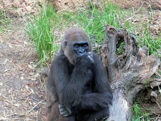A silverback gorilla is looking thoughtful with his hand under on his chin.